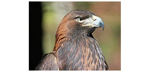 adler