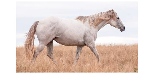 Pferd
