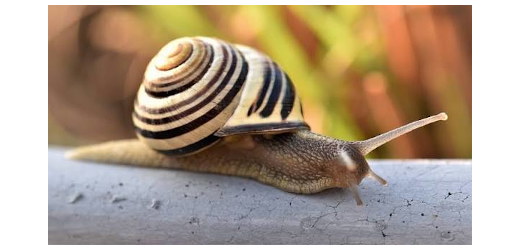 Schnecke