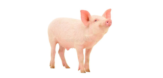 Schwein