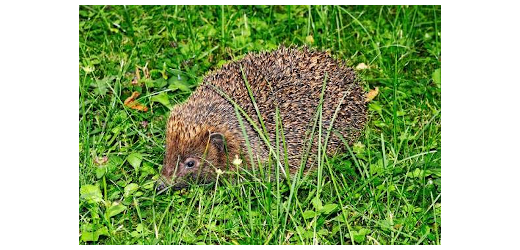 Igel