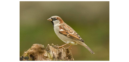 spatz