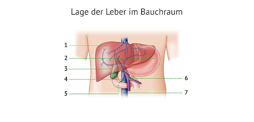 Leber