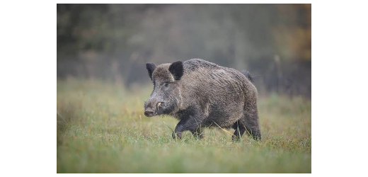 Wildschwein