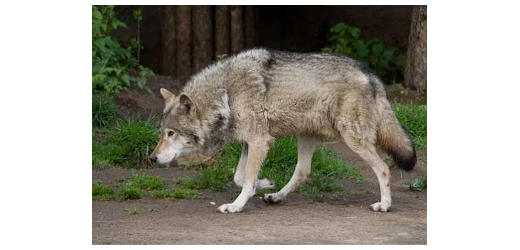 Wolf