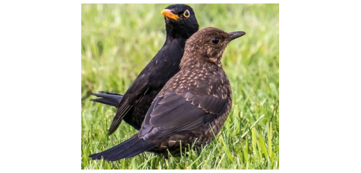 amsel