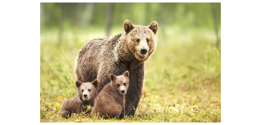 Bär