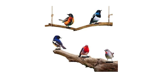 vögel