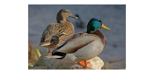 Ente