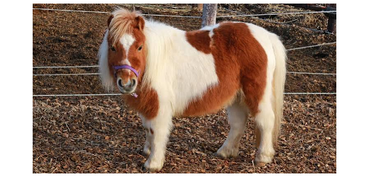 pony