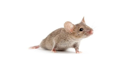 Maus
