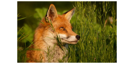Fuchs