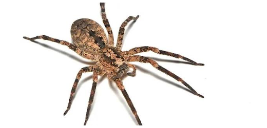 Spinne