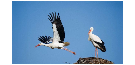 storch