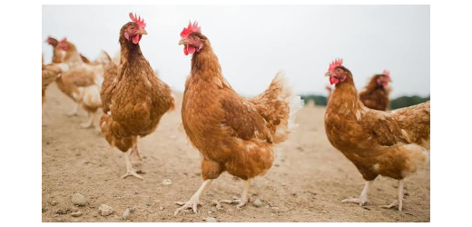 Huhn