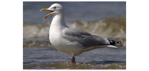 möwe