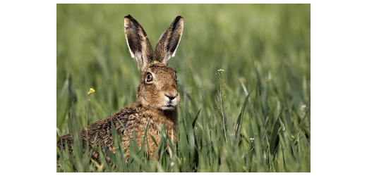 Hase