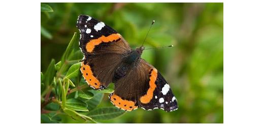 schmetterling