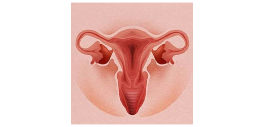 Uterus