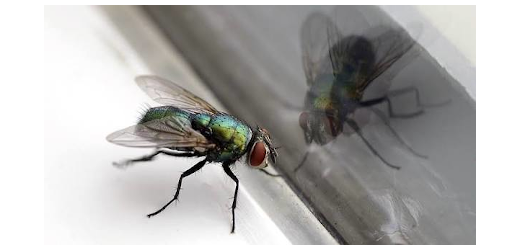 fliege