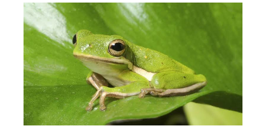 Frosch