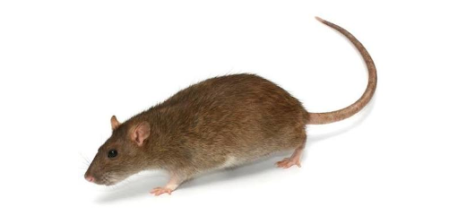 Ratte